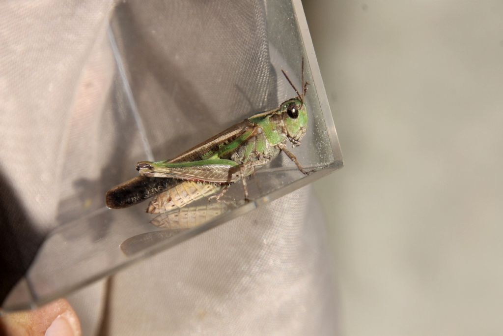 Aiolopus thalassinus?